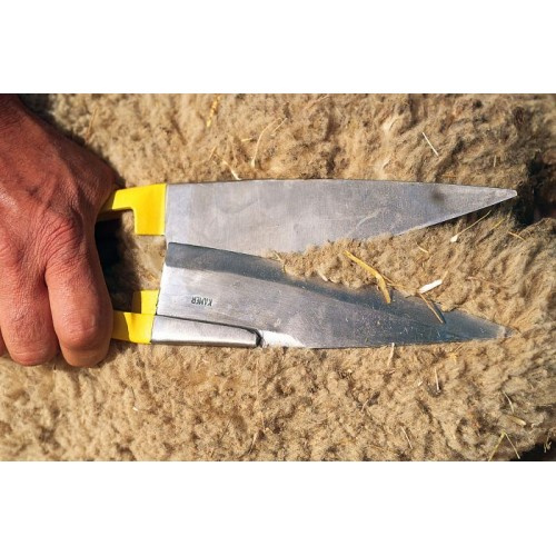Професионална ножица за подстригване на овце (снимка)